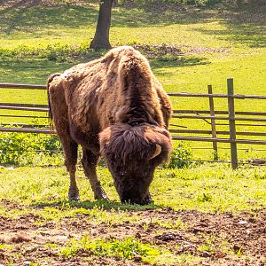 Wood bison (Bison bison athabascae)