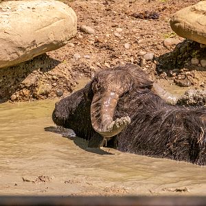 domesticated water buffalo