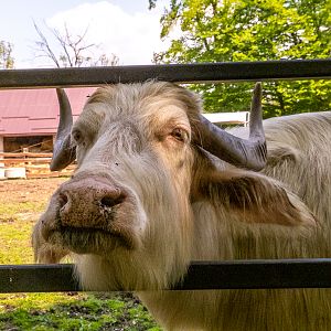 domesticated water buffalo