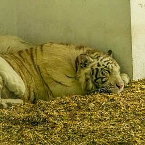 White tiger (Panthera tigris)
