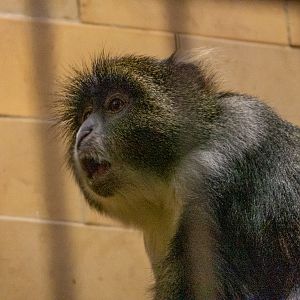 Sykes' monkey (Cercopithecus albogularis)
