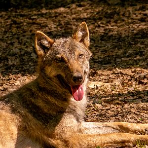 Wolf (Canis lupus)