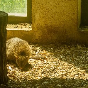 Banded mongoose (Mungos mungo)