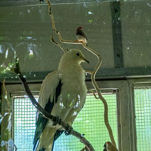 Pied imperial pigeon (Ducula bicolor)