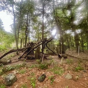 North American Porcupine Exhibit