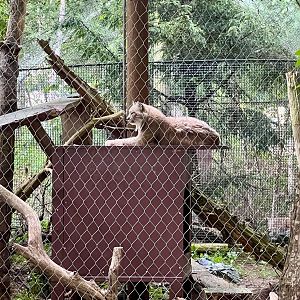 Canada Lynx