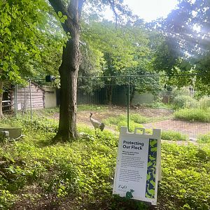 Black-necked Crane Exhibit