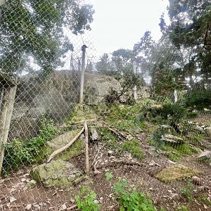 Snow Leopard Exhibit