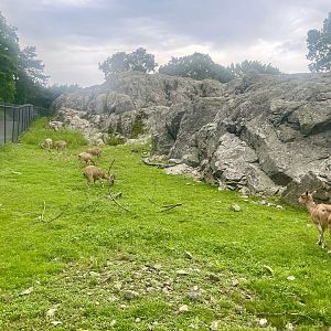 Markhor Exhibit