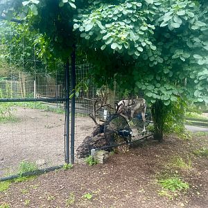 Reindeer cooling off by fan