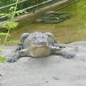 American Alligator