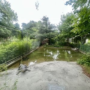 American Alligator Exhibit