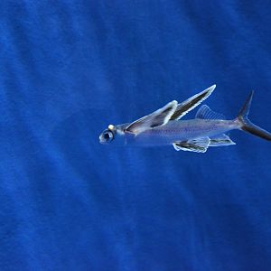 Flying fish species - unknown