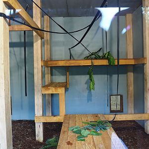 New Sulawesi crested macaque indoor exhibit, 2023-07-26