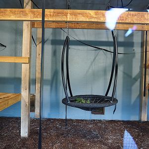 New Sulawesi crested macaque indoor exhibit, 2023-07-26