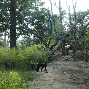 Sulawesi crested macaque island, 2023-07-26