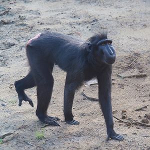 Sulawesi crested macaque (Macaca nigra), 2023-07-26