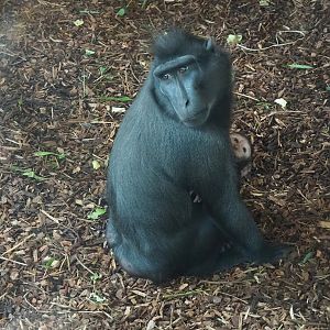 Sulawesi crested macaque (Macaca nigra) with baby, 2023-07-26