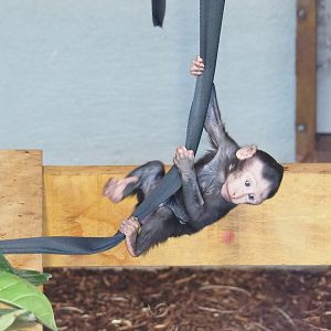 Baby Sulawesi crested macaque (Macaca nigra), 2023-07-26