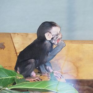 Baby Sulawesi crested macaque (Macaca nigra), 2023-07-26