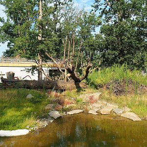 Sulawesi crested macaque island, 2023-07-26