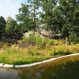 Sulawesi crested macaque island, 2023-07-26
