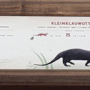 New Asian small-clawed otter and Sulawesi crested macaque signage, 2023-07-26