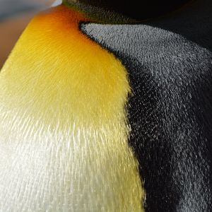 King penguin (Aptenodytes patagonicus)