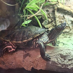 Mississippi Map Turtle