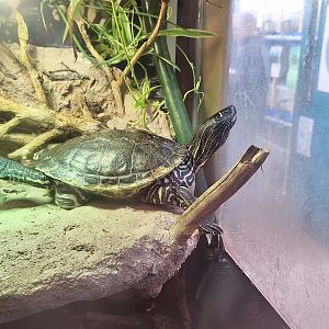 Mississippi Map Turtle