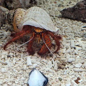 Red Hairy Hermit Crab
