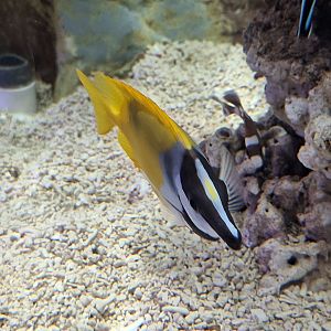 Foxface Rabbitfish