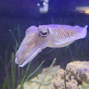 Cuttlefish