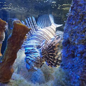 Lionfish