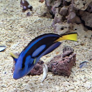 Regal Tang