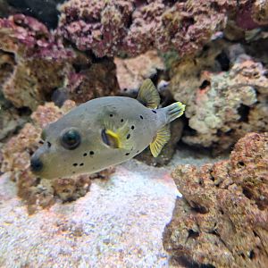Dog-faced Pufferfish
