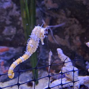 Lined Seahorse