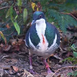 Negros Bleeding-heart Dove (Gallicolumba keayi)