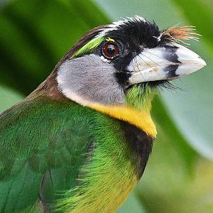 Fire-tufted Barbet (Psilopogon pyrolophus)