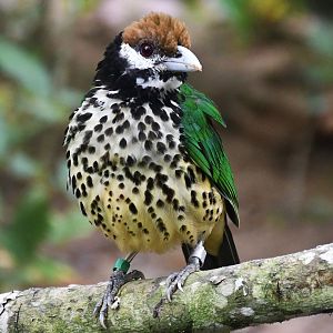 White-eared Catbird (Ailuroedus buccoides)