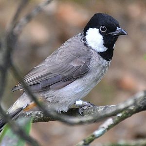 White-eared Bulbul (Pycnonotus leucotis)