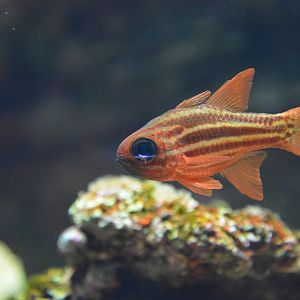 Ochre-striped cardinalfish (Ostorhinchus compressus)