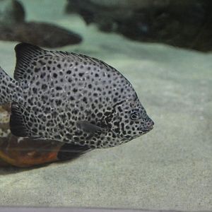 Spotted knifejaw (Oplegnathus punctatus)