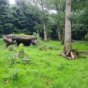 Maned Wolf Exhibit, Banham Zoo
