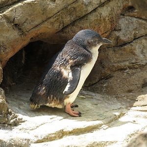 Little Blue Penguins at Nest