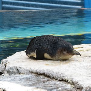 Little Blue Penguin