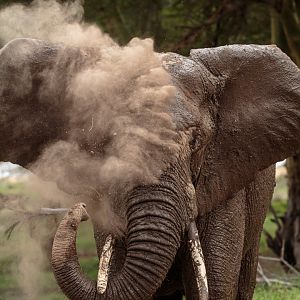 Elephant Dust Bath