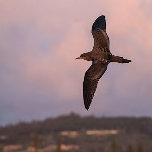 'Ua'u Kani or Wedge-tailed Shearwater