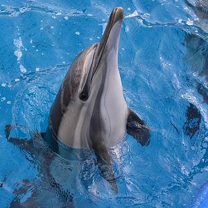Indo-Pacific common dolphin (Delphinus delphis cf. tropicalis)