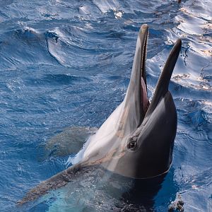 Indo-Pacific common dolphin (Delphinus delphis cf. tropicalis)